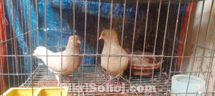 কবুতর বিক্রি করা হবে